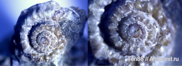 мезозой, брюхоногие моллюски, апт, Nummogaultina dentata, р. Губс