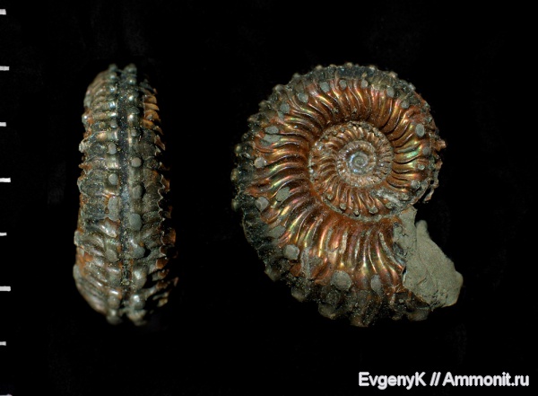 аммониты, Kosmoceras, Дубки, Саратов, Саратовская область, Ammonites, Kosmoceras subspinosum