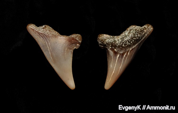 Саратов, зубы акул, Саратовская область, Anacoracidae, shark teeth