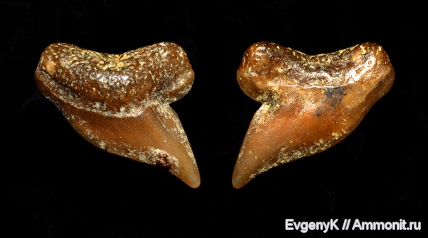 Palaeoanacorax, Саратов, зубы акул, Саратовская область, shark teeth