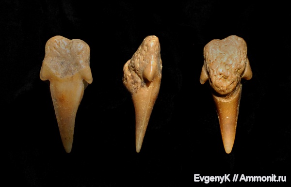 Eostriatolamia, Саратов, зубы акул, Саратовская область, shark teeth