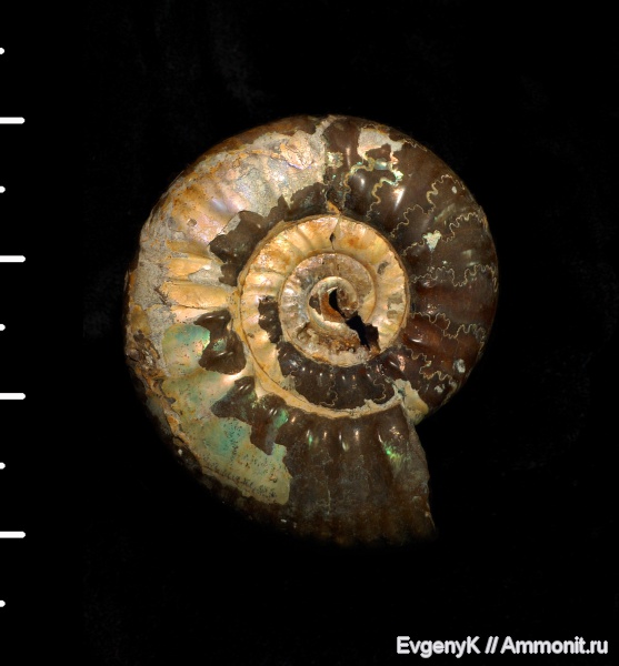 аммониты, Proplanulites, Proplanulites subcuneatus, Саратов, Саратовская область, Ammonites, лопастные линии