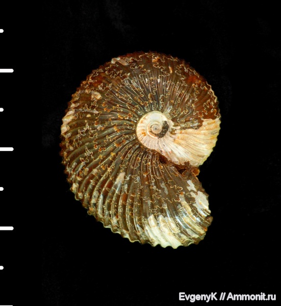 аммониты, Chamoussetia, Саратов, Саратовская область, Chamoussetia buckmani, Ammonites, лопастные линии