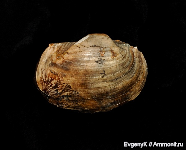 двустворчатые моллюски, Grammatodon, Саратов, Саратовская область