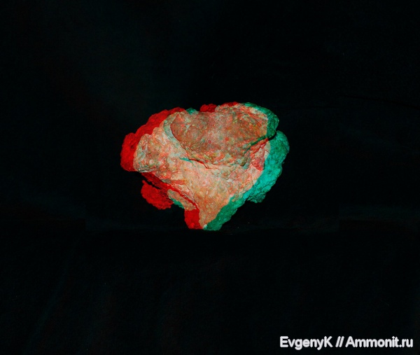 губки, Саратов, Саратовская область, 3D-изображения, Pleuropyge triloba, Pleuropyge