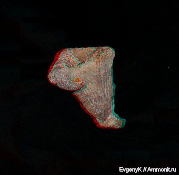 губки, Саратов, Саратовская область, 3D-изображения, Cephalites, Ortodiscus, Cephalites artafus