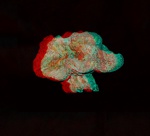Pleuropyge triloba