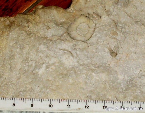 морские ежи, мезозой, верхний мел, Житомирская область, Upper Cretaceous