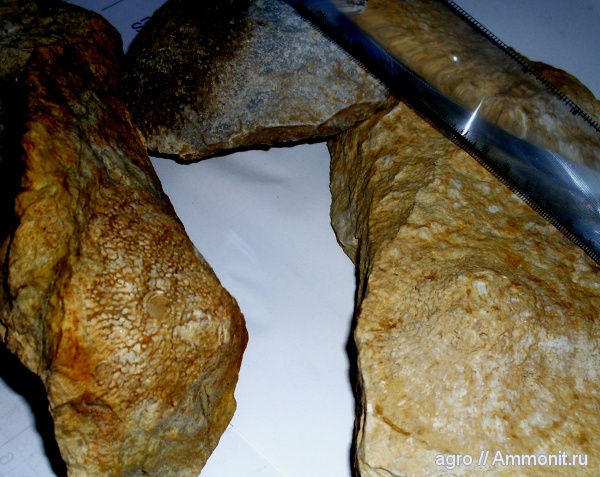 мшанки, мезозой, верхний мел, Житомирская область, Upper Cretaceous