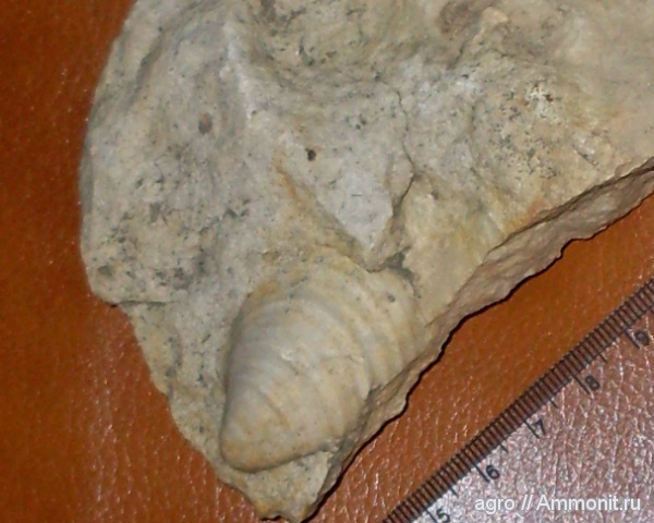 мезозой, верхний мел, Inoceramus, Житомирская область, Upper Cretaceous