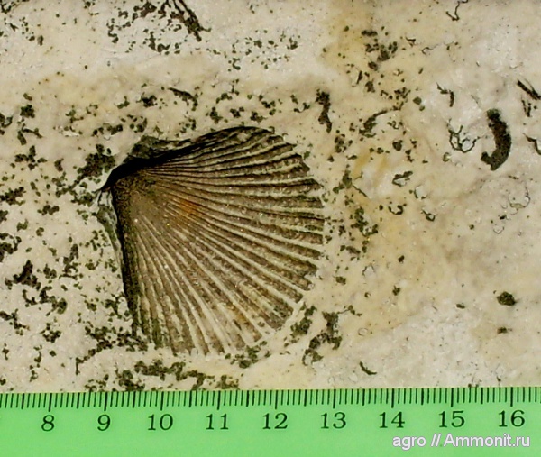 мел, двустворчатые моллюски, Pecten, Житомирская область, Cretaceous
