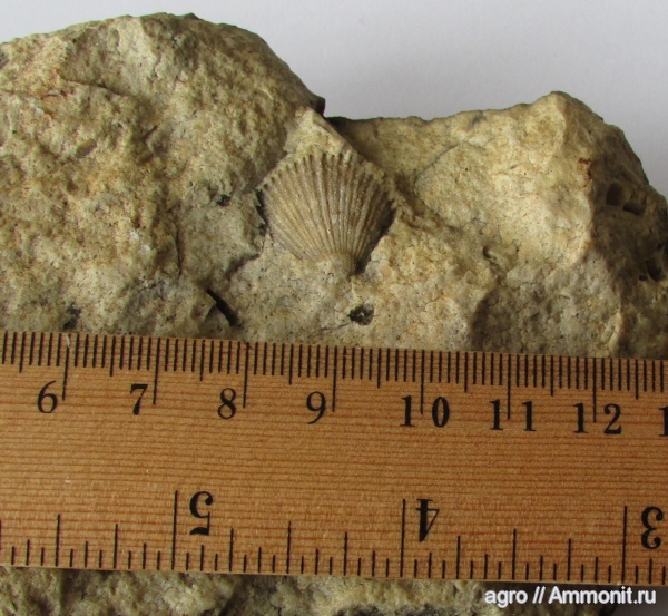 мел, двустворчатые моллюски, Monotis, Cretaceous