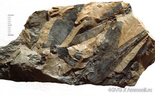 триас, мезозой, Taeniopteris, Triassic