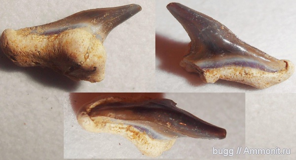 эоцен, зубы акул, Carcharhiniformes, Белогорск, Белая Скала, shark teeth