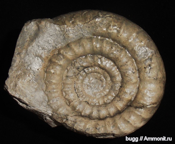аммониты, юра, Ammonites, Arnioceras, Jurassic