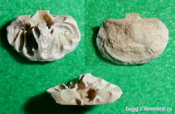 брахиоподы, мел, Петропавловский карьер, Thecidiopsis, Cretaceous