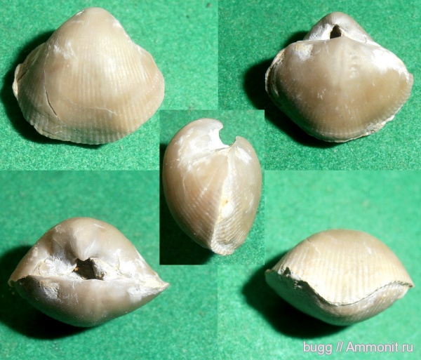 брахиоподы, девон, Devonian, Theodossia, Spiriferida, Theodossiidae