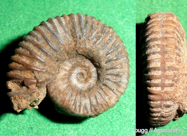 аммониты, мел, берриас, Крым, Ammonites, Belbekiceras, Belbekiceras belbekii, Berriasian, Cretaceous