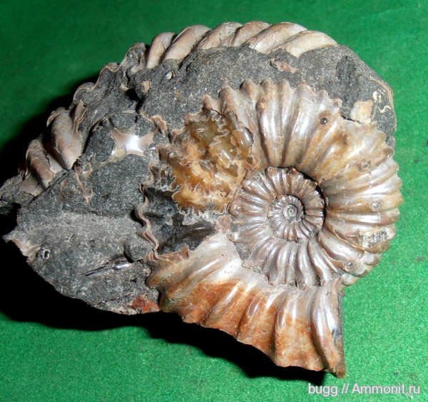 аммониты, апт, Ammonites, Matheronites, р. Курджипс, Aptian