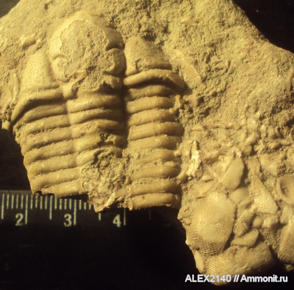 Echinoencrinites, Trilobites, Ptychometopus, Bathycheilidae, Ptychometopus volborthi