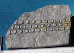 Отпечаток на сланце, Палеозойская эра, Каменноугольный период (310-312 млн. лет)1