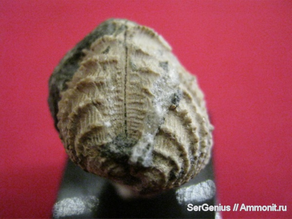 мел, двустворки, тригонии, р. Пшиш, Trigonia spinosa, Cretaceous