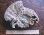 Аммонит, найденный в Курской области Общий вид