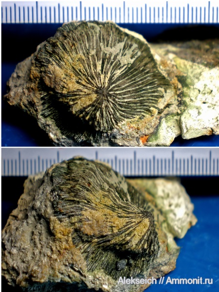 кораллы, Украина, ?, Scleractinia, Hexacoralla, Кременчугский район, Fungia