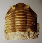 Asaphus laticaudatus