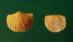 Cyrtonotella semicircularis