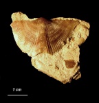 Cyrtospirifer schelonicus