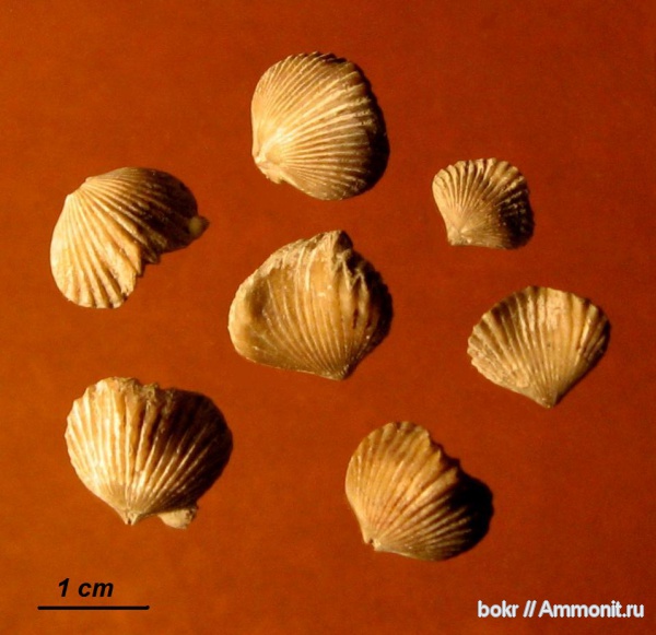брахиоподы, девон, Devonian, Ripidiorhynchus, Rhynchonellida, Псковская область