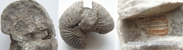 аммониты, юра, Крым, Ammonites, Судак, Pleurocephalites, Jurassic