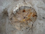 Находка стволика окаменелого дерева в песчаном карьере в районе г.Камышин