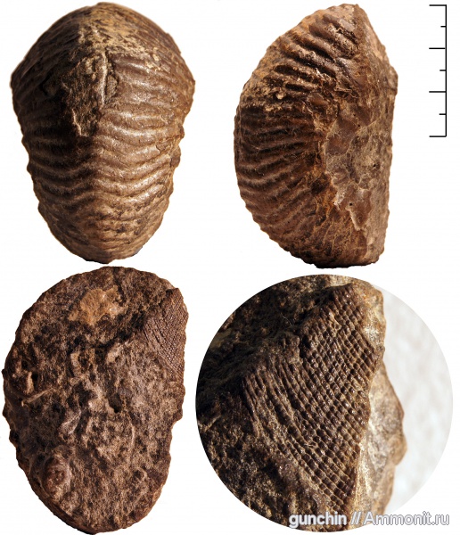 аммониты, Самарская область, Eboraciceras, Eichwaldiceras, Cardioceratidae, Ammonites