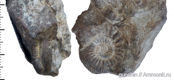 аммониты, Самарская область, Quenstedtoceras, Cardioceratidae, Ammonites, Quenstedtoceras macer