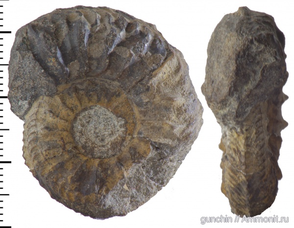 аммониты, Cardioceras, Самарская область, поперечное сечение, Cardioceratidae, Ammonites, Cardioceratinae