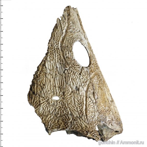 триас, Самарская область, лабиринтодонты, Trematosauridae, нижний триас, angusaurus, Platysteginae
