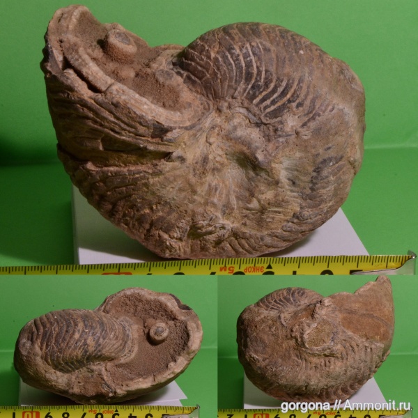 мел, головоногие моллюски, мезозой, Cymatoceras, Nautilida, Cretaceous