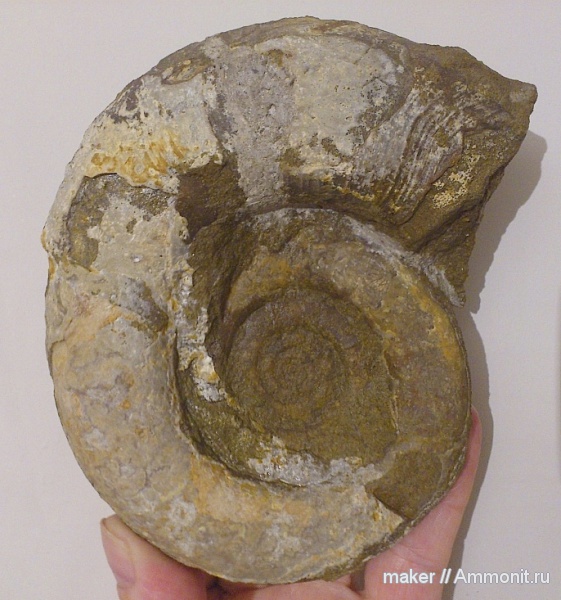 аммониты, берриас, Крым, Ammonites, Protetragonites, Байдарская долина, Berriasian