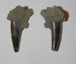 Осколок зуба Sphenodus