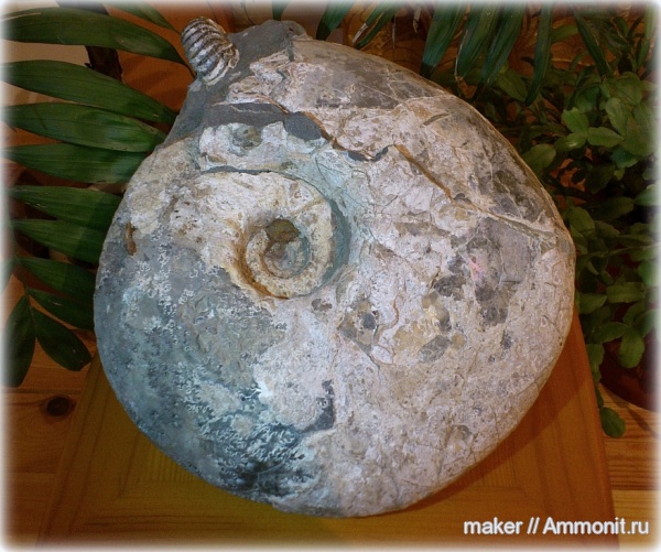 аммониты, головоногие моллюски, Ammonites, drag bands, pseudosepta, pseudosutures, псевдосепты