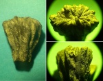 Странный коралл Rhipidogyra