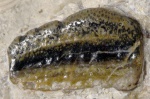 Paracymatodus sp. 1