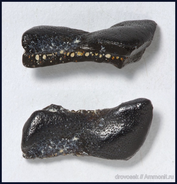 Lagarodus, Psammodontiformes, Lagarodus specularis, Lagarodontidae