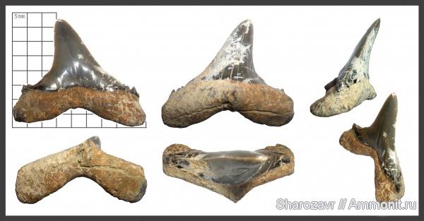 рыбы, зубы, зубы акул, ?, верхний эоцен, Волгоград, Upper Eocene, fish, teeth, shark teeth