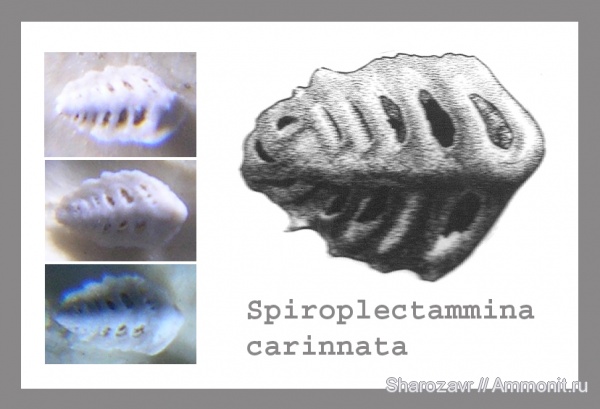 фораминиферы, ?, Волгоград, Spiroplectammina carinnata