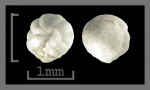 Foraminifera-33