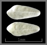 Foraminifera-39 Bolivina  (?)antegressa