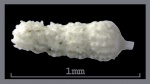 Foraminifera-40 Marginulina (?)bohmi